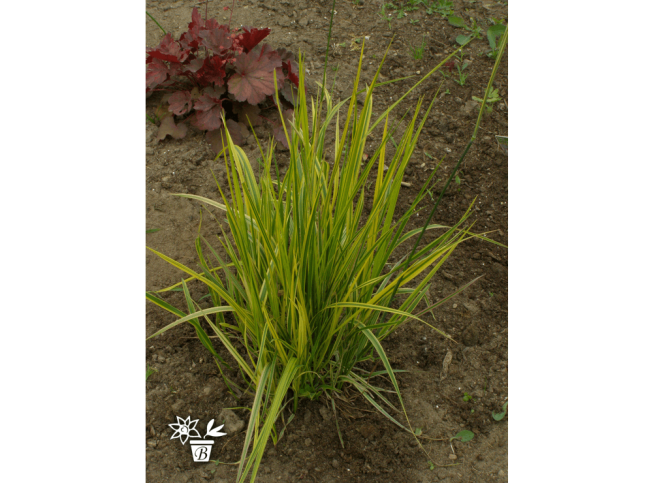 Alopecurus pratensis   'Aureovariegatus'